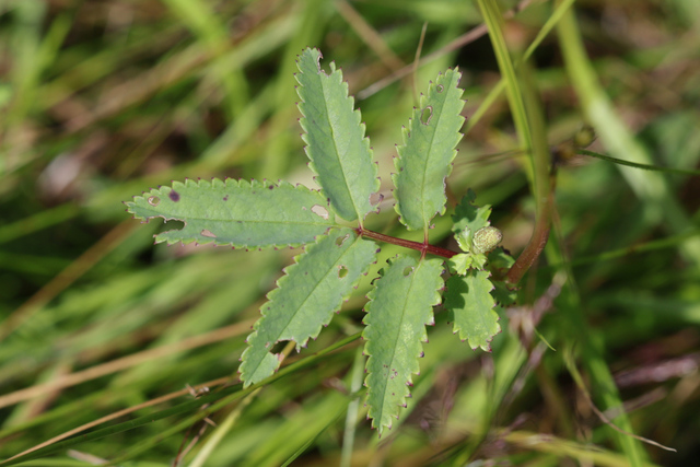 Sanguisorba canadensis - leaves