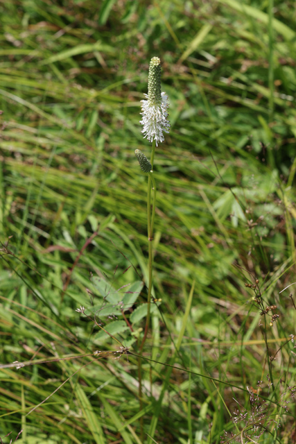 Sanguisorba canadensis - plant