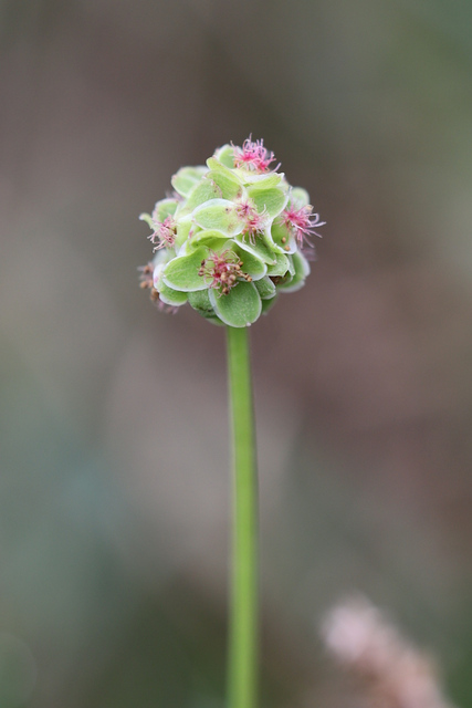 Sanguisorba minor