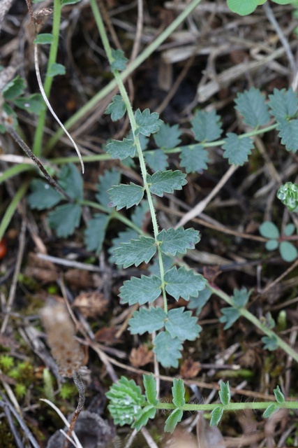 Sanguisorba minor - leaves