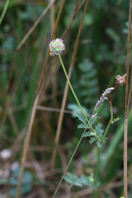 Sanguisorba minor - plant