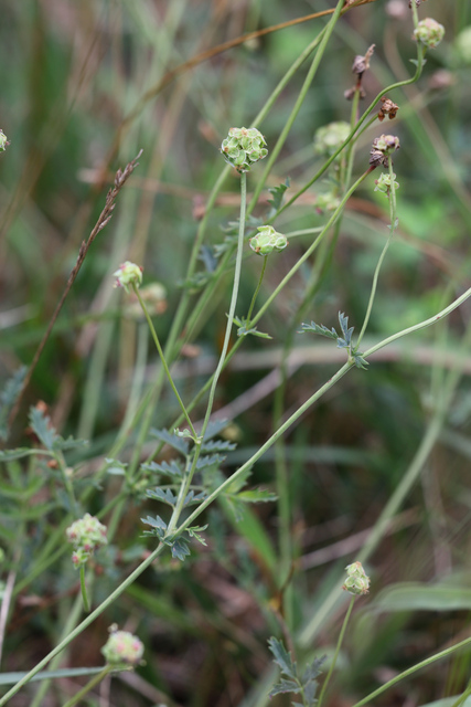 Sanguisorba minor - plant
