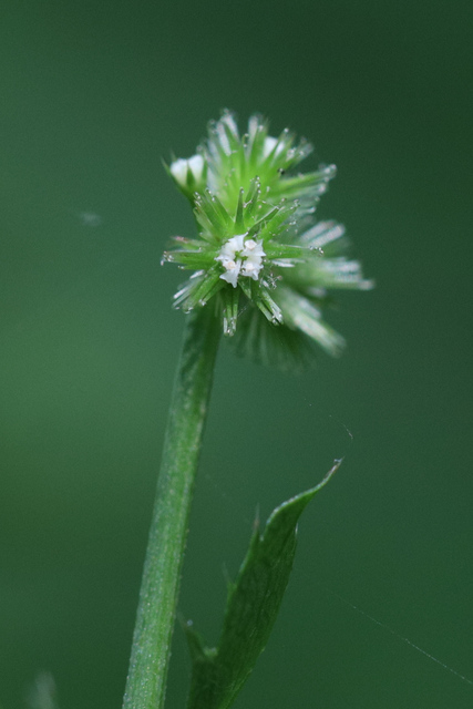 Sanicula canadensis