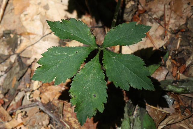 Sanicula canadensis - leaves
