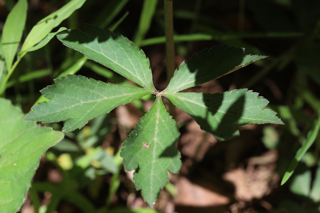 Sanicula canadensis - leaves