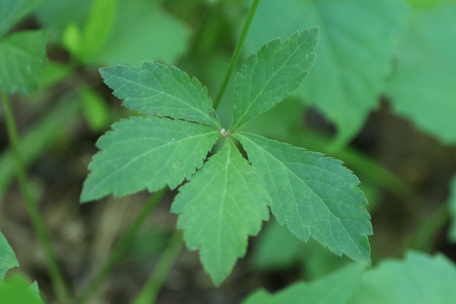 Sanicula canadensis - leaves