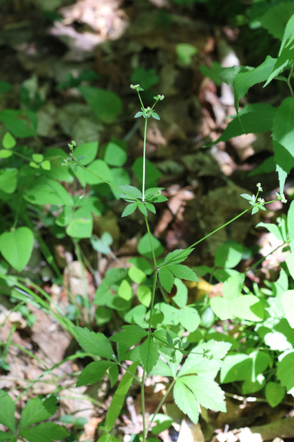 Sanicula canadensis - plant