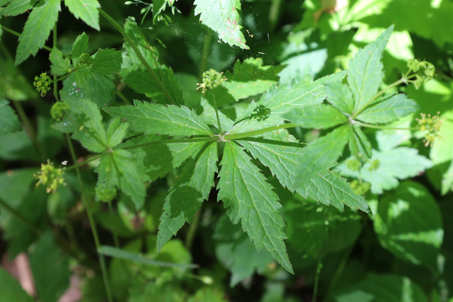 Sanicula odorata - leaves