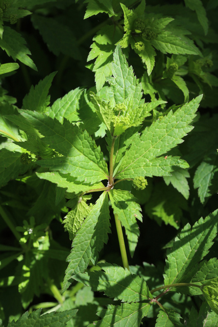 Sanicula odorata - plants