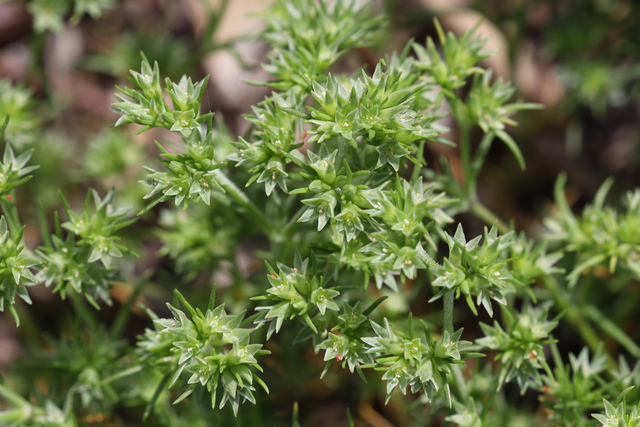 Scleranthus annuus
