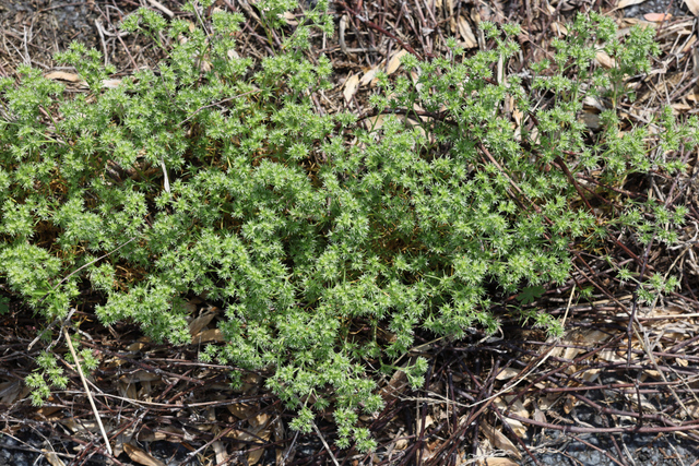 Scleranthus annuus - plant
