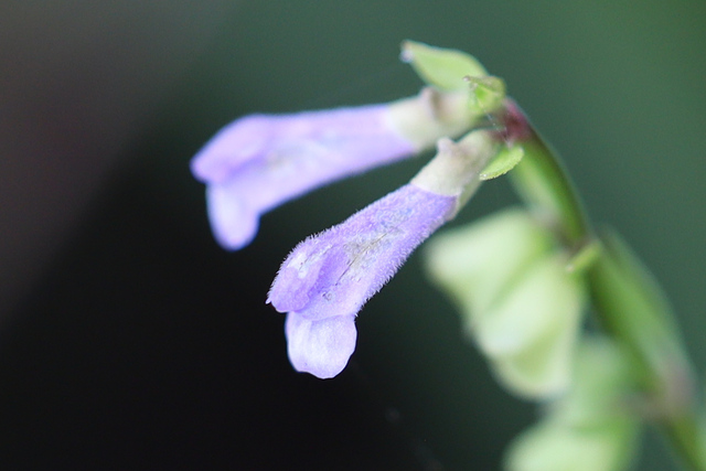 Scutellaria lateriflora