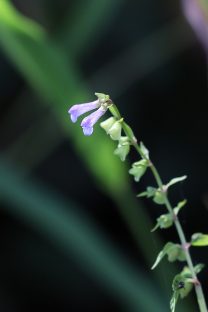 Scutellaria lateriflora