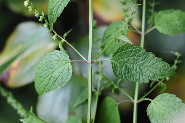 Scutellaria lateriflora - leaves