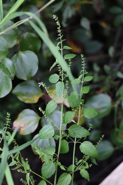 Scutellaria lateriflora - plant
