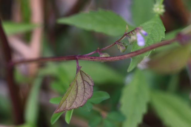 Scutellaria lateriflora - stem