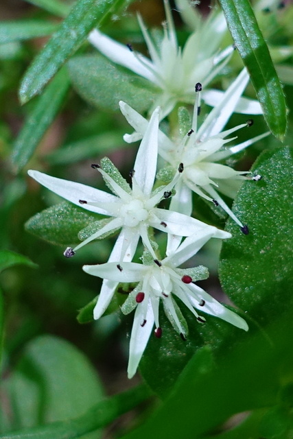 Sedum ternatum
