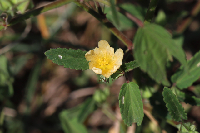 Sida spinosa