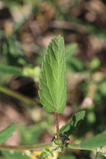 Sida spinosa - leaves