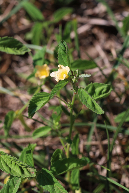 Sida spinosa - plant