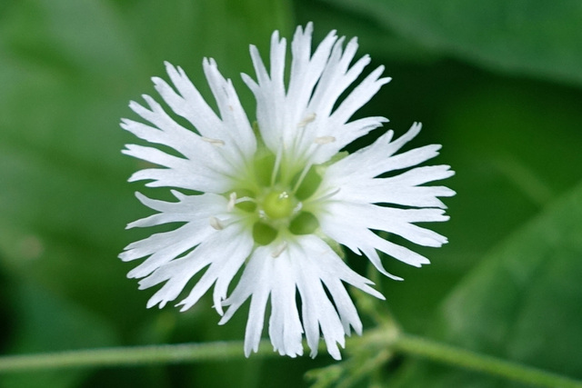 Silene stellata