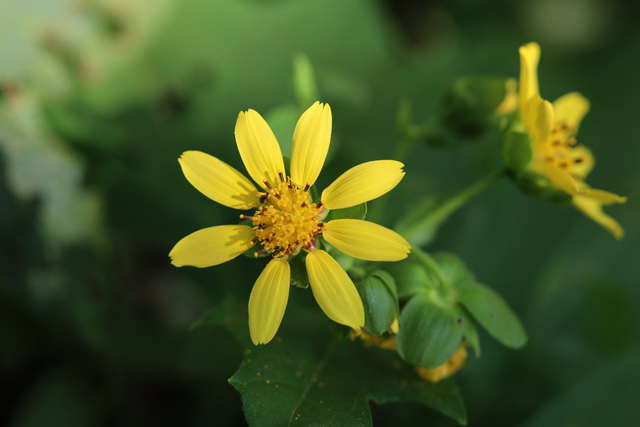 Smallanthus uvedalia