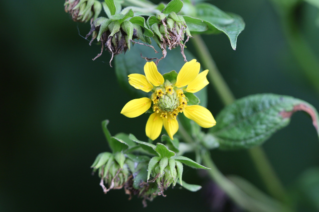 Smallanthus uvedalia