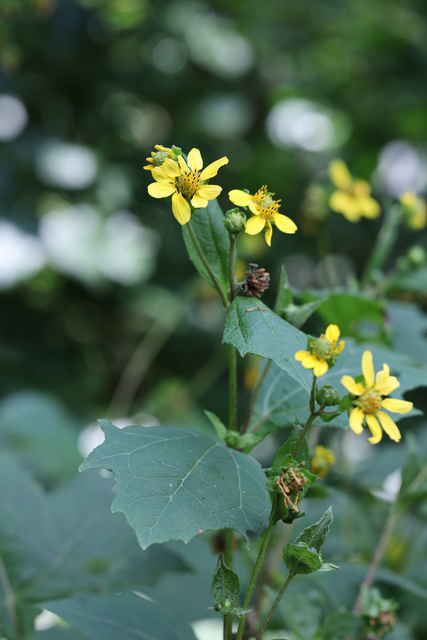 Smallanthus uvedalia