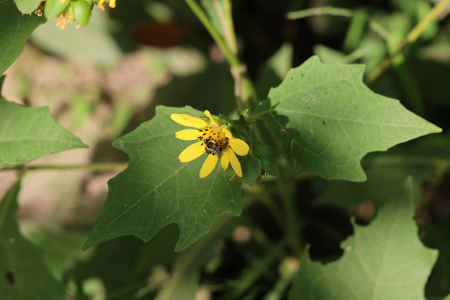Smallanthus uvedalia