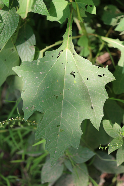 Smallanthus uvedalia - leaves