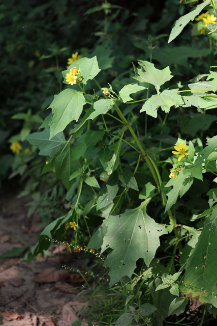 Smallanthus uvedalia - plants