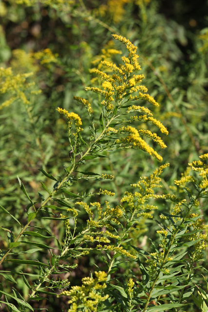 Solidago altissima