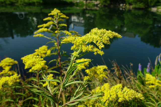 Solidago altissima