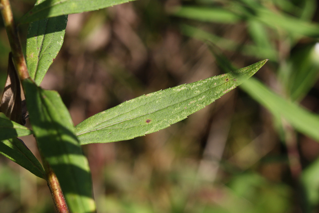 Solidago altissima - leaves