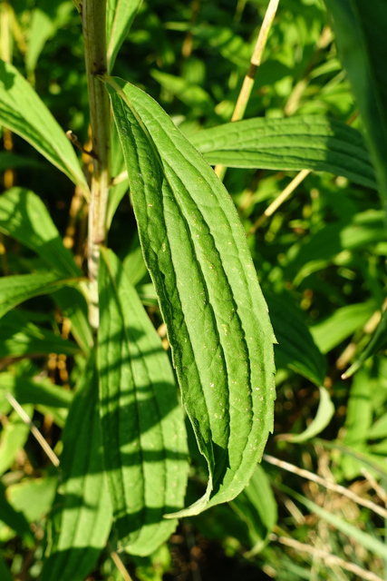 Solidago altissima - leaves