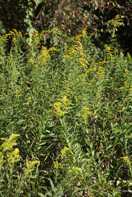 Solidago altissima - plants