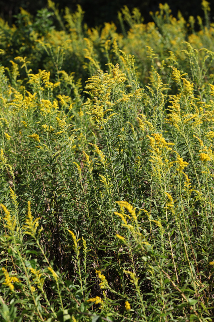 Solidago altissima - plants