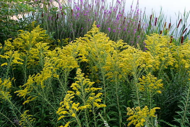 Solidago altissima - plants