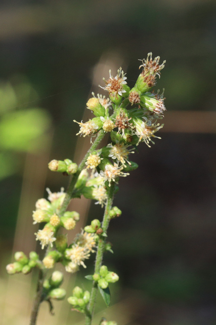 Solidago bicolor