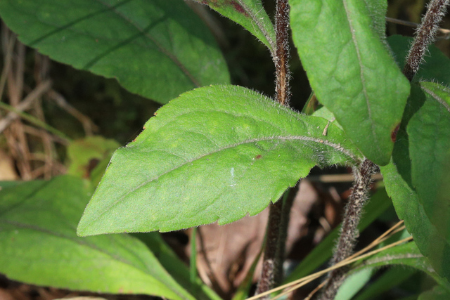 Solidago bicolor - leaves