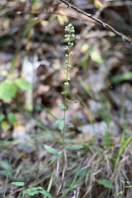 Solidago bicolor - plant