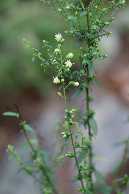 Solidago bicolor - plant