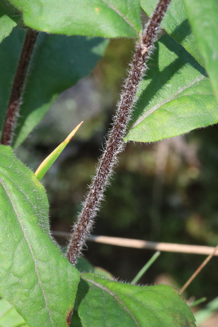 Solidago bicolor - stem