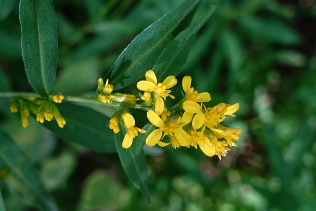 Solidago caesia