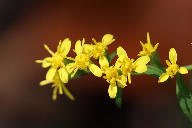 Solidago caesia