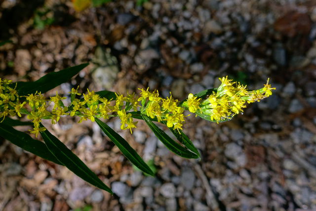 Solidago caesia