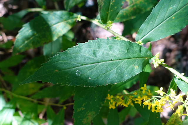 Solidago caesia - leaves