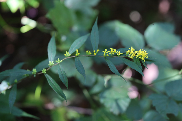 Solidago caesia - plant