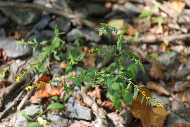 Solidago caesia - plant