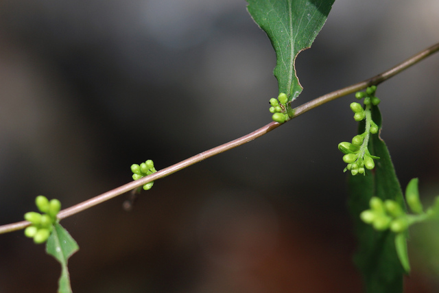Solidago caesia - stem